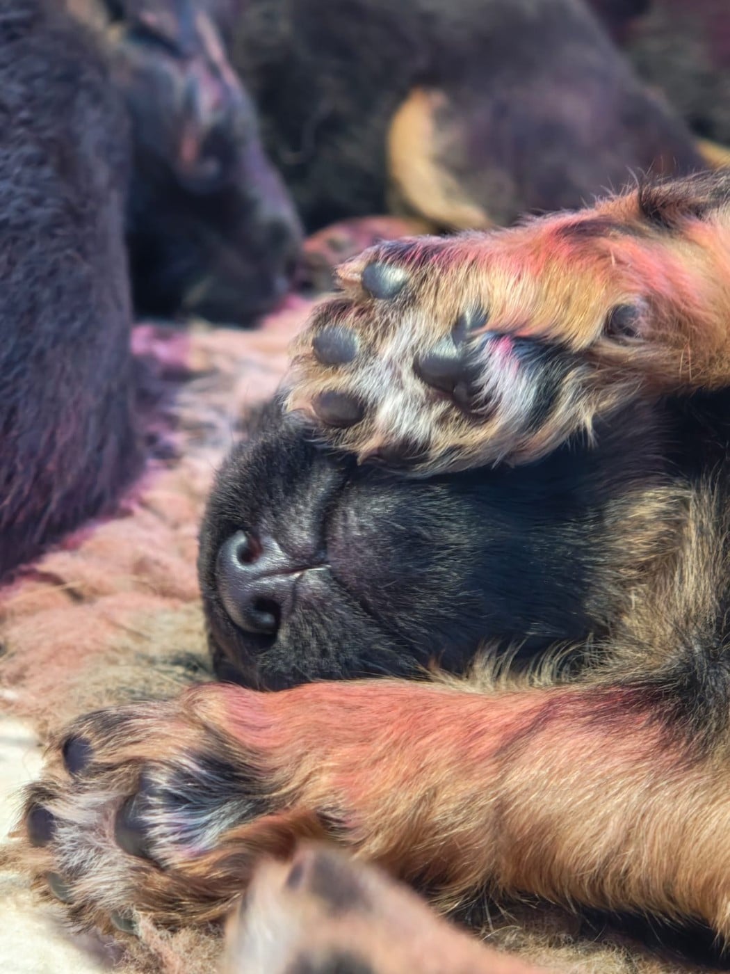 CHIOT 3 - Berger Allemand Poil Long