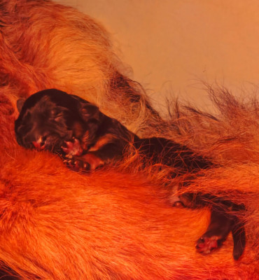 Les chiots de Berger Allemand Poil Long