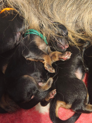 Les chiots de Berger Allemand Poil Long