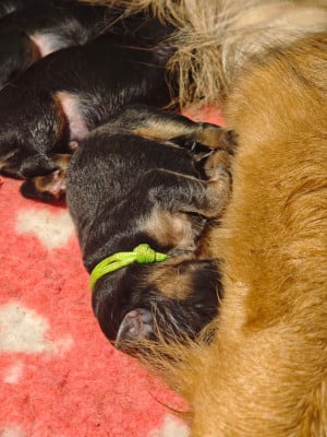 Les chiots de Berger Allemand Poil Long
