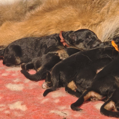 Les chiots de Berger Allemand Poil Long