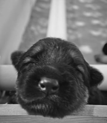 Les chiots de Berger Allemand Poil Long