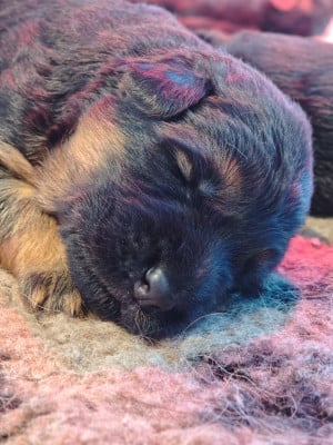 Les chiots de Berger Allemand Poil Long