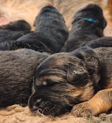 Les chiots de Berger Allemand Poil Long