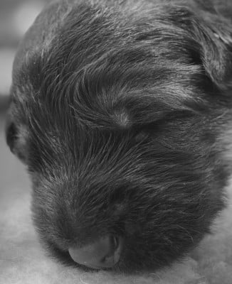 Les chiots de Berger Allemand Poil Long