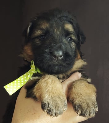 Les chiots de Berger Allemand Poil Long