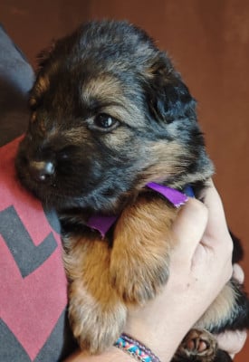 Les chiots de Berger Allemand Poil Long