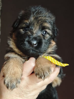 Les chiots de Berger Allemand Poil Long