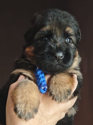 Les chiots de Berger Allemand Poil Long