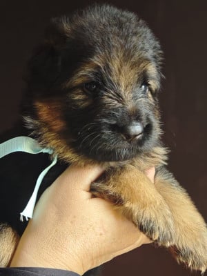 Les chiots de Berger Allemand Poil Long