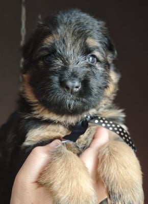 Les chiots de Berger Allemand Poil Long