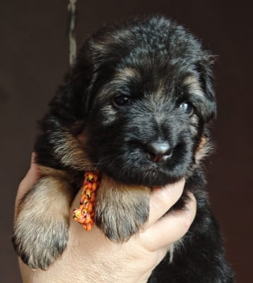 Les chiots de Berger Allemand Poil Long