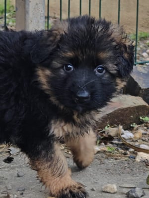 Les chiots de Berger Allemand Poil Long