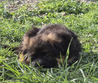 Les chiots de Berger Allemand Poil Long