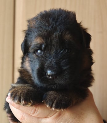 Les chiots de Berger Allemand Poil Long