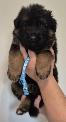Les chiots de Berger Allemand Poil Long