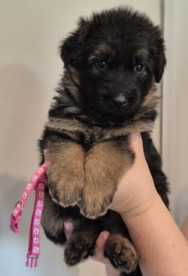 Les chiots de Berger Allemand Poil Long
