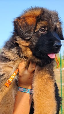 Les chiots de Berger Allemand Poil Long