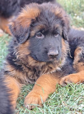 Les chiots de Berger Allemand Poil Long