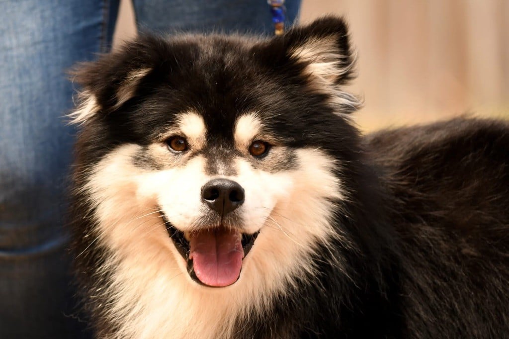 Melhankozia Sweet fanta diallo