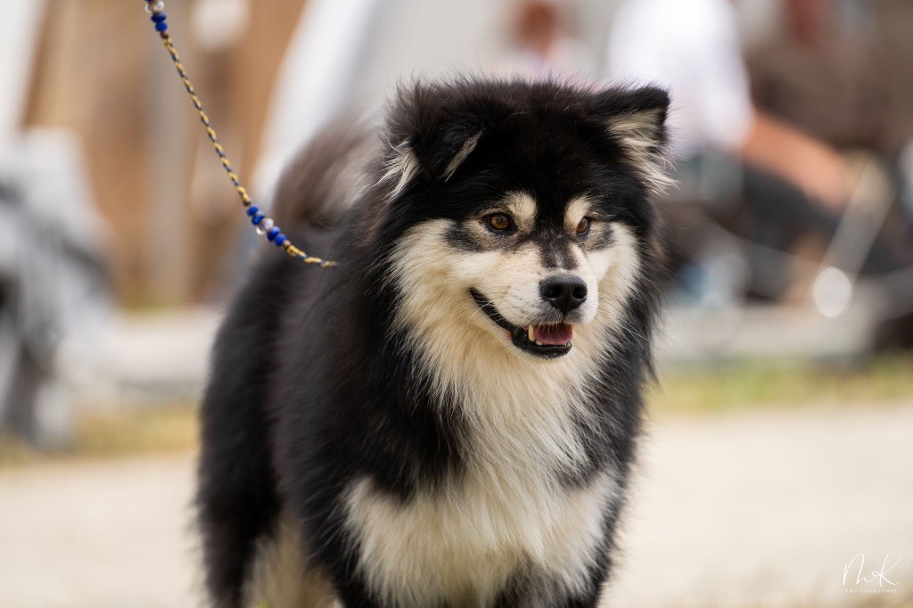 Melhankozia Sweet fanta diallo