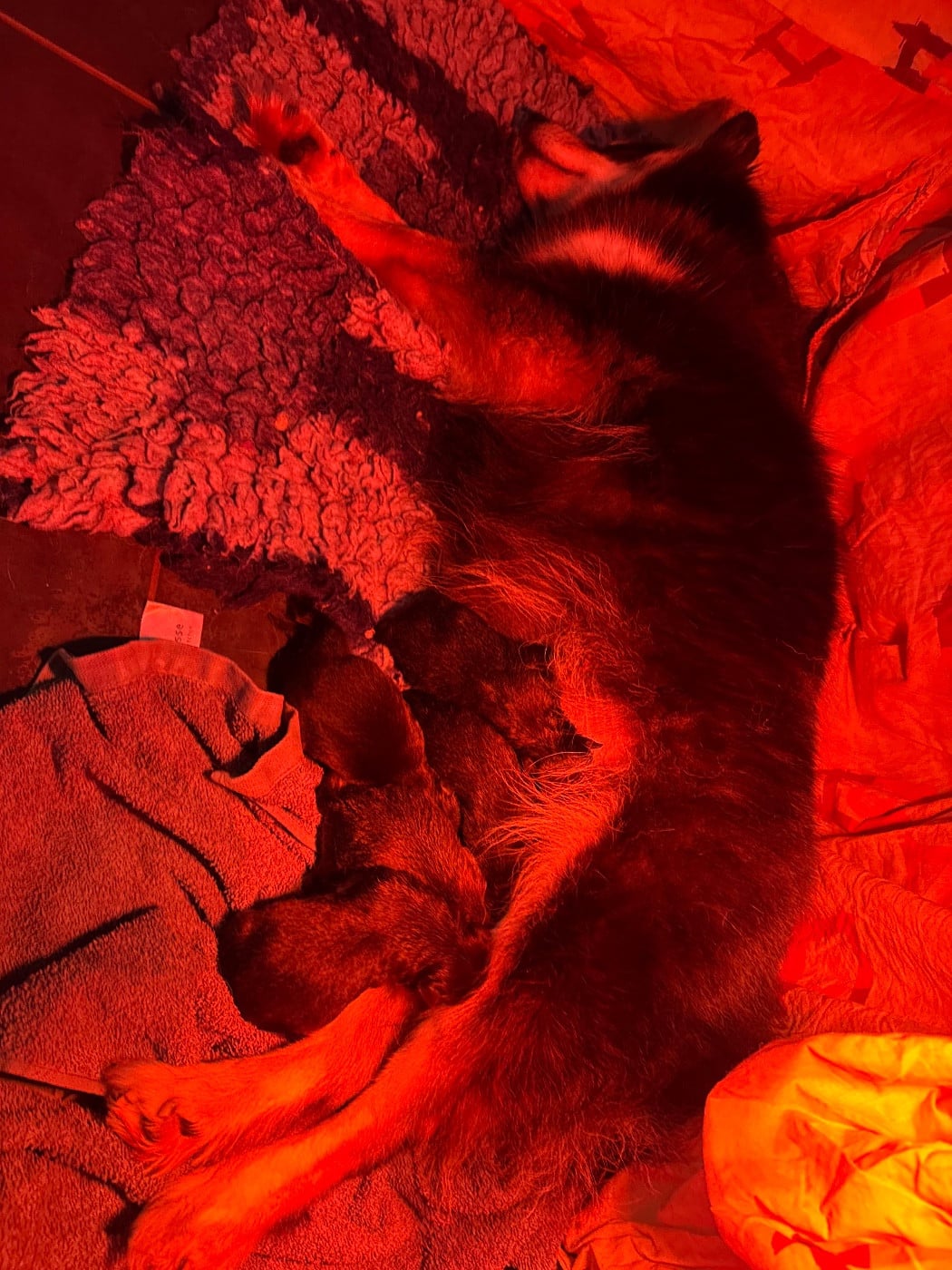 Chien finnois de Laponie - Auringosta