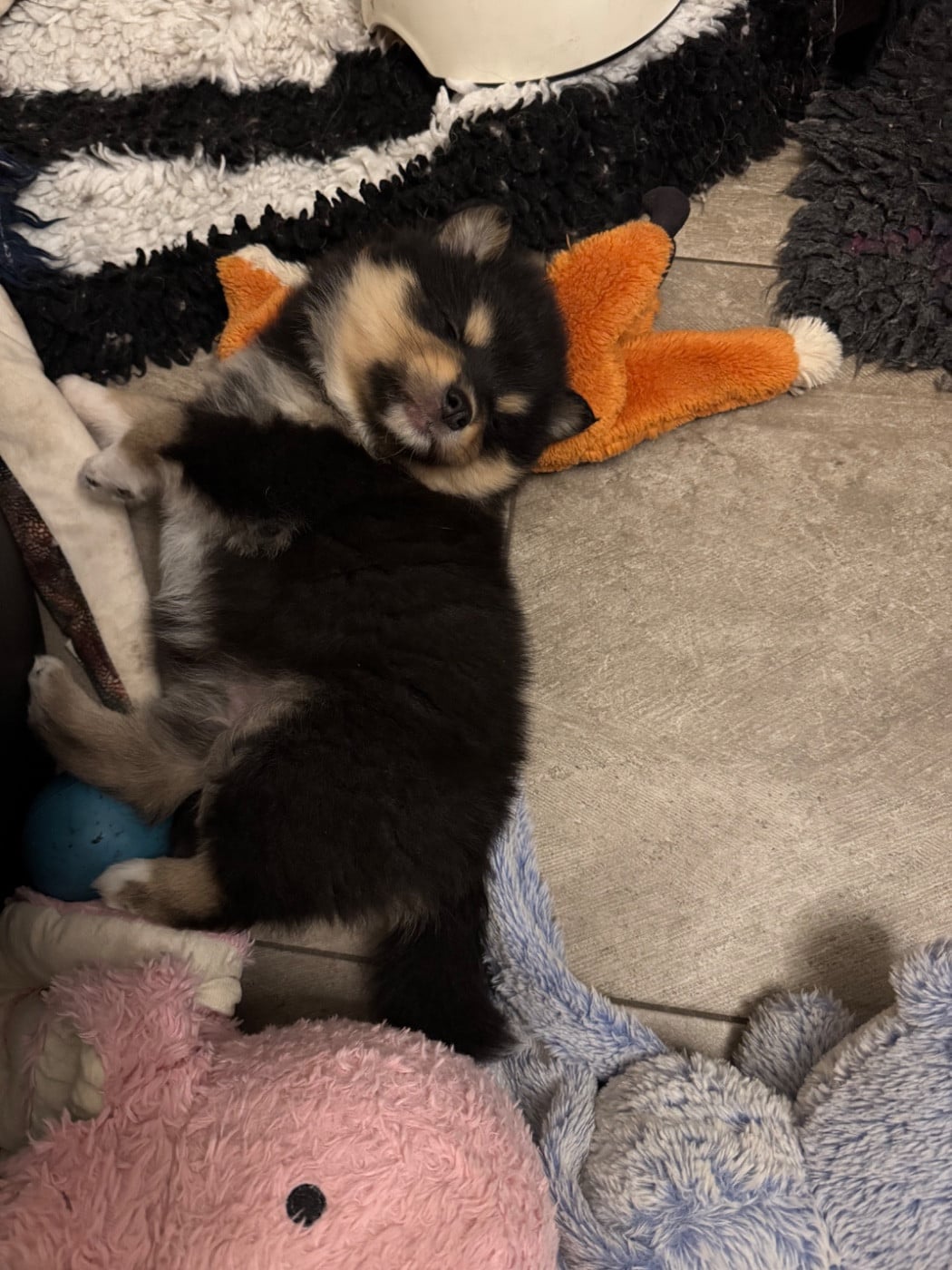 CHIOT 3 - Chien finnois de Laponie