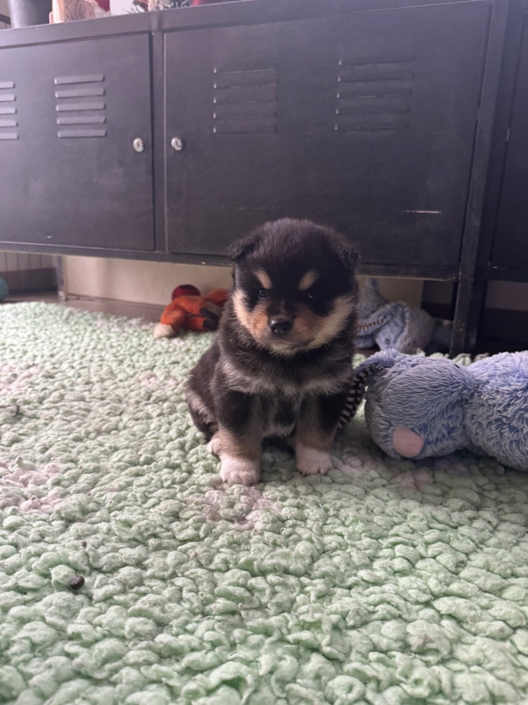 CHIOT 5 - Chien finnois de Laponie