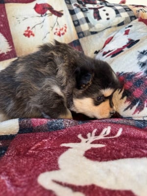 Les chiots de Chien finnois de Laponie
