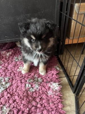 Les chiots de Chien finnois de Laponie