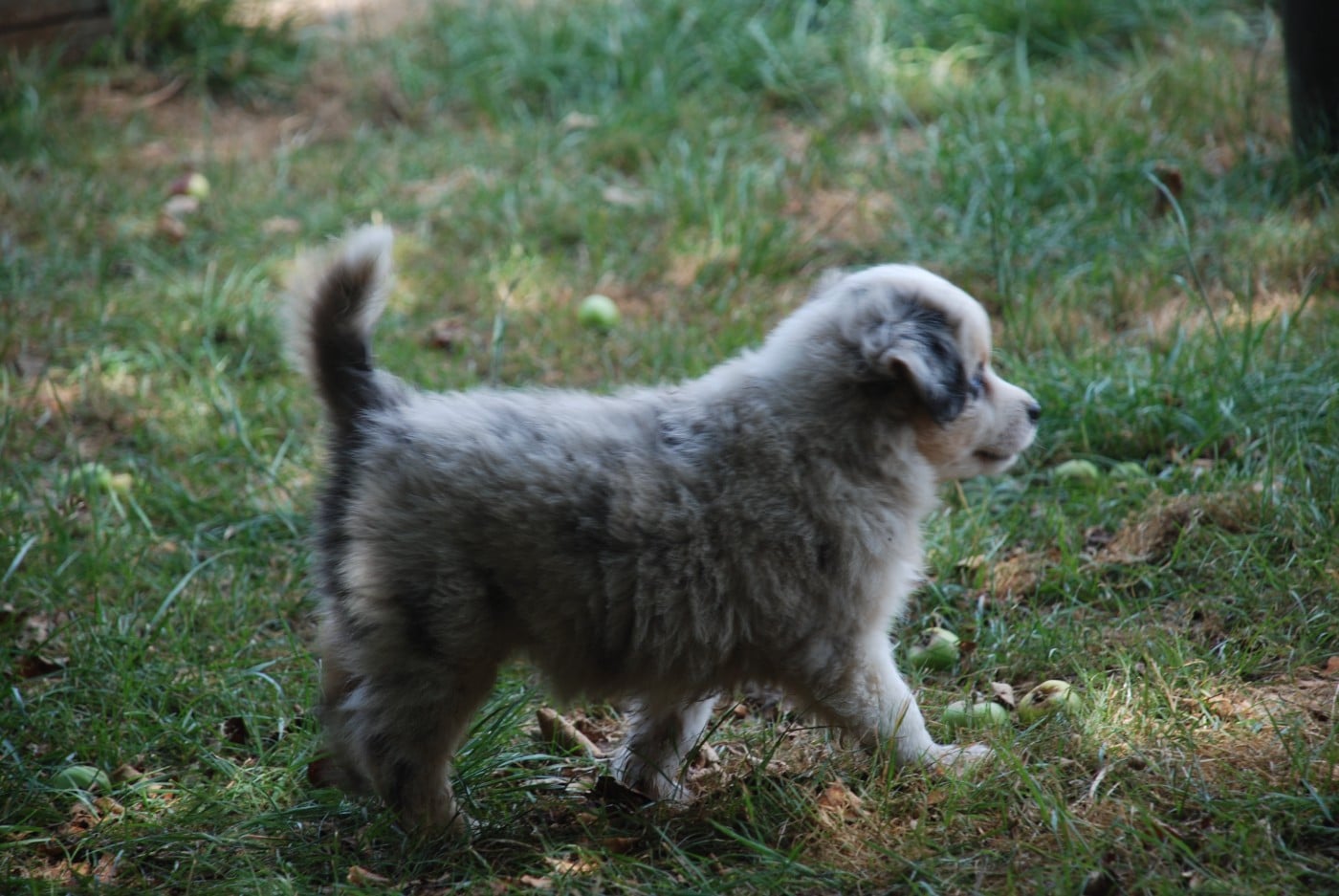Bichette