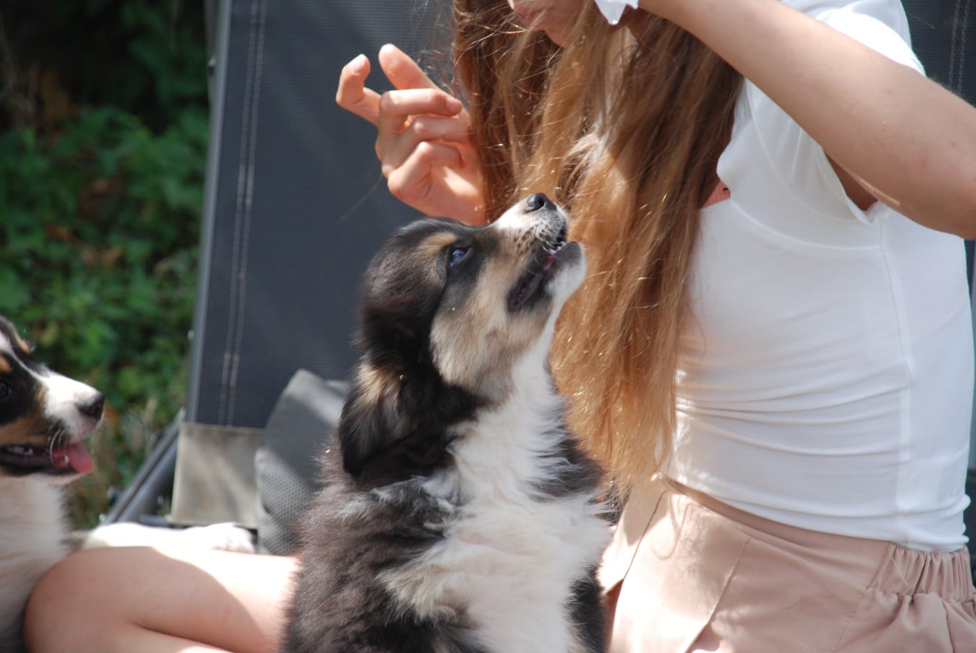 Bulle