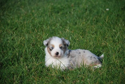 Les chiots de Berger Américain Miniature