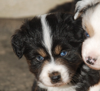 Les chiots de Berger Américain Miniature