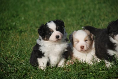 Les chiots de Berger Américain Miniature