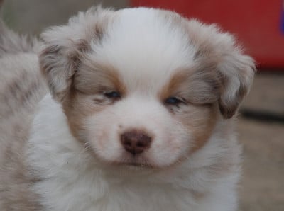 Les chiots de Berger Américain Miniature