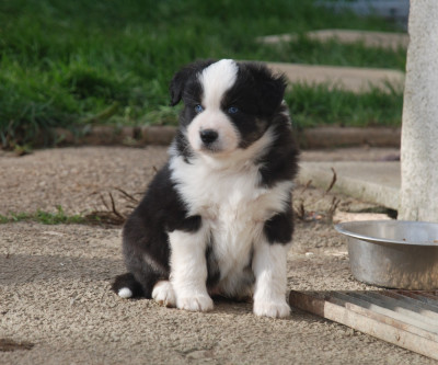 Les chiots de Berger Américain Miniature