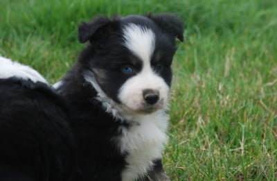 Les chiots de Berger Américain Miniature