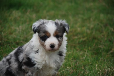 Les chiots de Berger Américain Miniature 