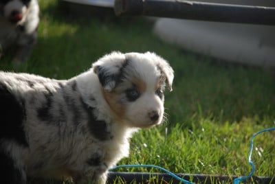 Les chiots de Berger Américain Miniature