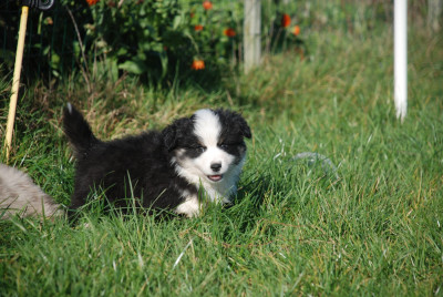 Les chiots de Berger Américain Miniature