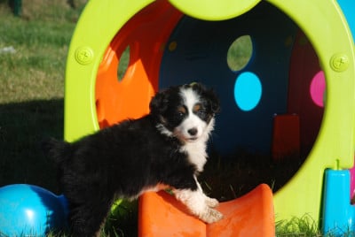 Les chiots de Berger Américain Miniature