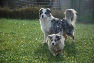 Les chiots de Berger Américain Miniature 