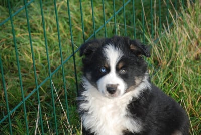 Les chiots de Berger Américain Miniature