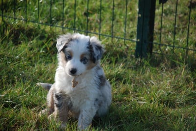 Les chiots de Berger Américain Miniature