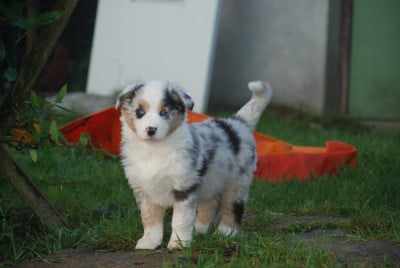 Les chiots de Berger Américain Miniature
