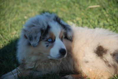 Les chiots de Berger Américain Miniature 