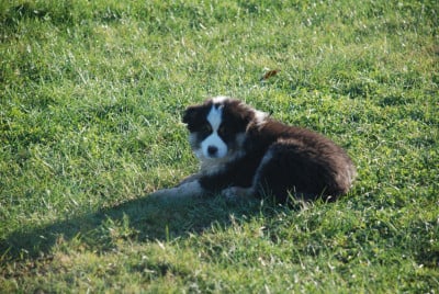 Les chiots de Berger Américain Miniature 