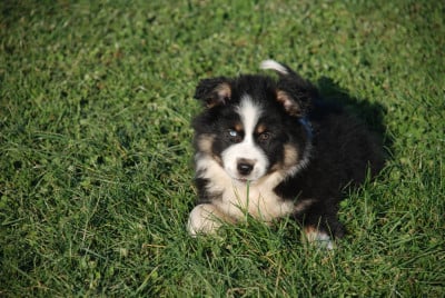 Les chiots de Berger Américain Miniature 