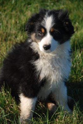Les chiots de Berger Américain Miniature 